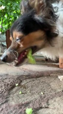 Köpek Jack Russell iştahlı taze yeşil salatalık yiyor gibi görünüyor. Köpek vejetaryendir.