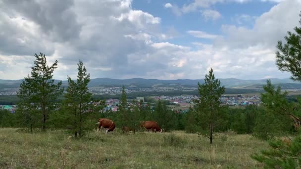 Las vacas pastan en prados de montaña. Hermosa vista panorámica desde la montaña hasta el paisaje de verano. Montañas, lago de montaña, bosques, campos. Vista superior. En algún lugar de Rusia . — Vídeo de stock