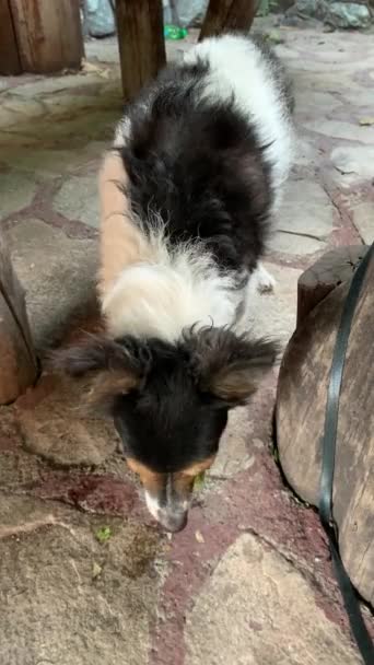 Doggie ressemble à Jack Russell mange du concombre vert frais avec appétit. Doggie est végétarien