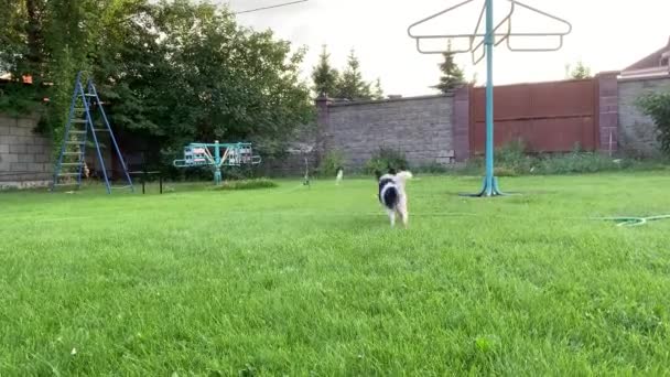 Jack Russell Doggy dirige des équipes à la poursuite d'un jouet sur une pelouse bien entretenue Happy Family Home Concept — Video