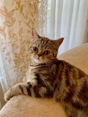 Kaplan benekli şirin bir kedi yavrusu bulaşık yıkıyor.