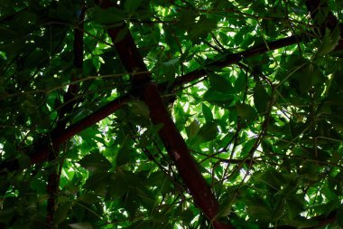 Çitin içinde yemyeşil yemyeşil..