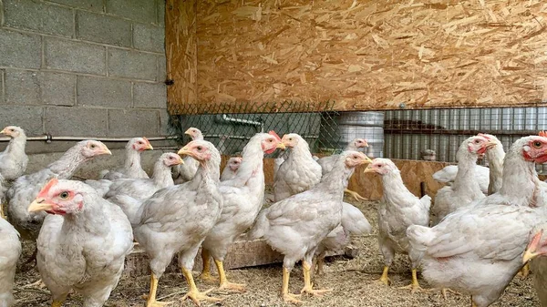 Domácí, dobře upravené slepice se pasou na ekologické farmě s kuřaty — Stock fotografie