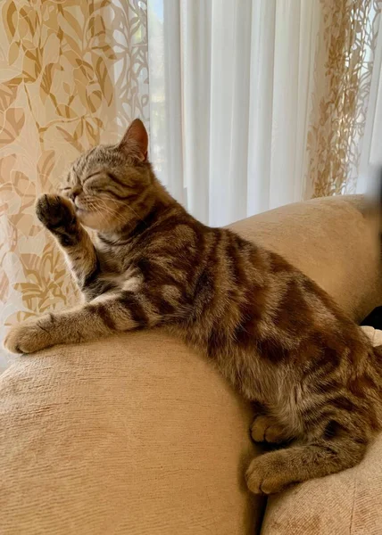 Um gatinho bonito com manchas de tigre está lavando a louça — Fotografia de Stock