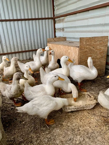 Gansos brancos domésticos sentados em seu alojamento de ganso — Fotografia de Stock