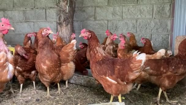 Galinhas marrons domesticamente alimentadas e bem tratadas pastam na granja de galinhas orgânicas — Vídeo de Stock