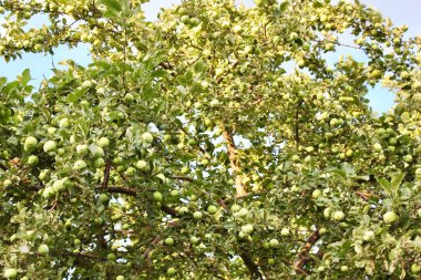 Bir dalda yeşil elma hasadı, verimli bir elma ağacı. Organik elma