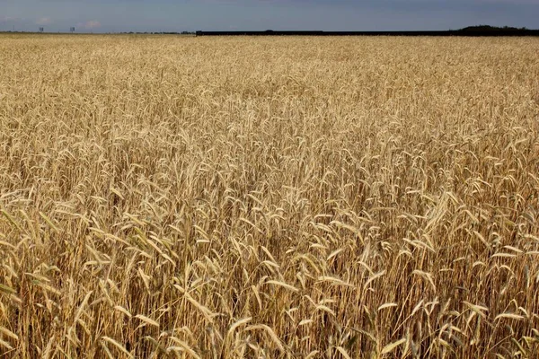 Tarweveld. Zware tarwe pieken. Zomer landschap. — Stockfoto