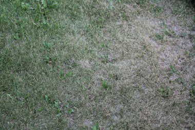 İşlenmemiş yeşil çimenler, şişmiş çimenler, kel benekli yeşil çimenler..