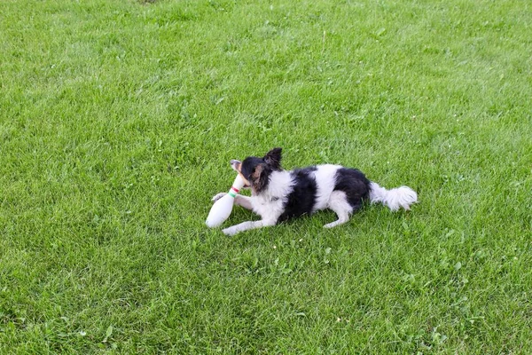 Jack Russell gibi bir köpek yemyeşil çimenlerin üzerinde yatar ve bir oyuncakla oynar..