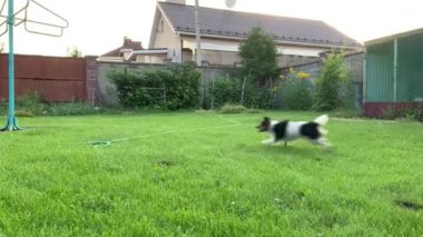 Jack Russell 'a benzeyen bir köpek yeşil manikürlü çimenlikte bir oyuncakla oynuyor. Mutlu aile hayatı kavramı.
