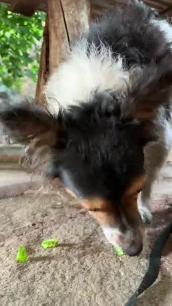 Doggie parece que Jack Russell come pepino verde fresco com apetite Doggie é vegetariano — Vídeo de Stock