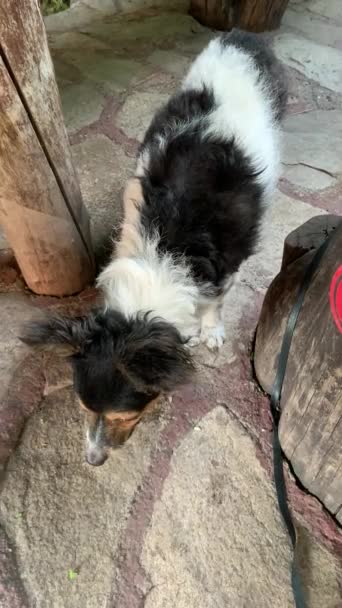 Cagnolino sembra Jack Russell mangia fresco cetriolo verde con appetito Cagnolino è un vegetariano — Video Stock