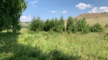 4K Güzel, kalın yeşil huş ağacı ormanı. Yaz manzarası. Ormanın kıyısındaki dağ manzarası.