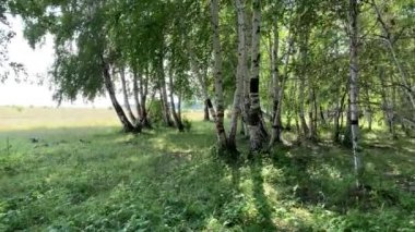 4K Güzel, kalın, yeşil bir huş ağacı ormanı. Yaz manzarası