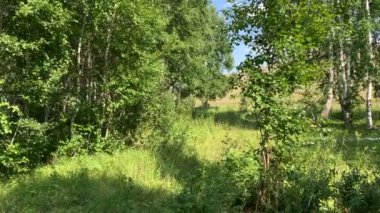 Güzel, sık, yeşil huş ağacı ormanı. Yaz manzarası. Güneş ağaç tacını delip geçer..