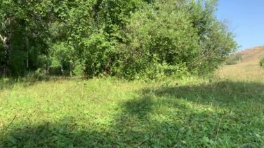 4K Güzel, kalın yeşil huş ağacı ormanı. Yaz manzarası. Ormanın kıyısındaki dağ manzarası.