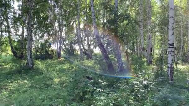 Bosque soleado de verano entre exuberantes matorrales de helechos. Hermoso paisaje verde bosque con densos arbustos en los bosques. Naturaleza colorida. — Vídeos de Stock