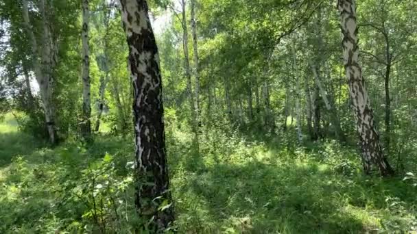 Une belle forêt de bouleaux verts épais. Paysage d'été