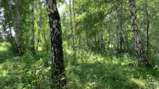 Una bella folta foresta di betulle verde. Paesaggio estivo — Video Stock