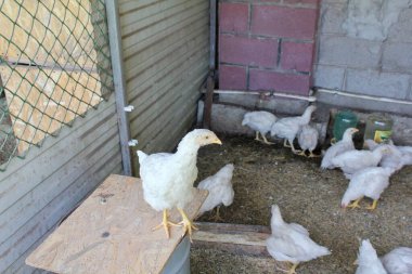 Tavuklar kümesteki tahılları ısırıyor. Organik tarım