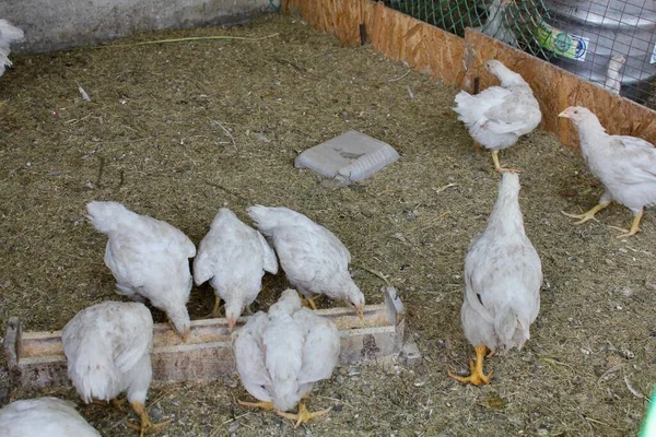 Les poulets mordent le grain dans le poulailler. Ferme biologique — Photo