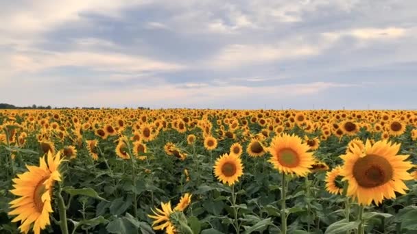 Beautiful yellow sunflower field with seeds. — Stock Video