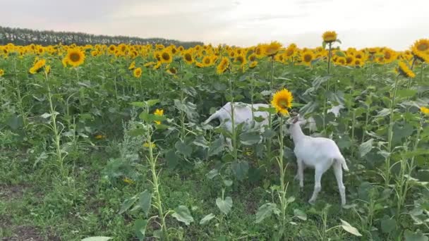 4K Les chèvres paissent dans un champ avec tournesols, gros plan et détails — Video