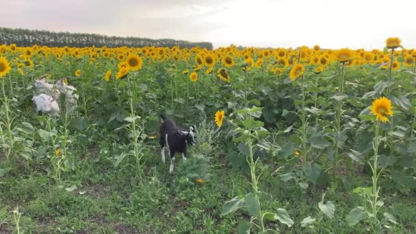 4K Getterna äter solrosor på ett vackert fält med solrosor. — Stockvideo
