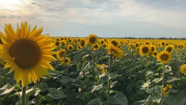 4K Hermoso campo de girasol amarillo con semillas de girasol al atardecer. — Vídeos de Stock