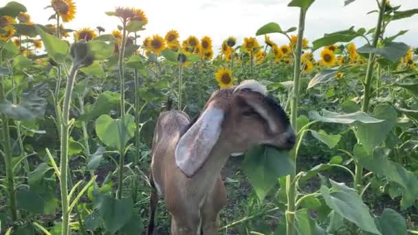 4K Las cabras pastan en el campo de girasol. Una manada de cabras pastan y comen el girasol en un día soleado, detalles y primer plano. — Vídeo de stock