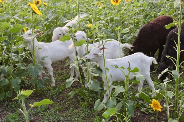 Les jeunes chèvres mangent des tournesols dans le champ de tournesol — Photo