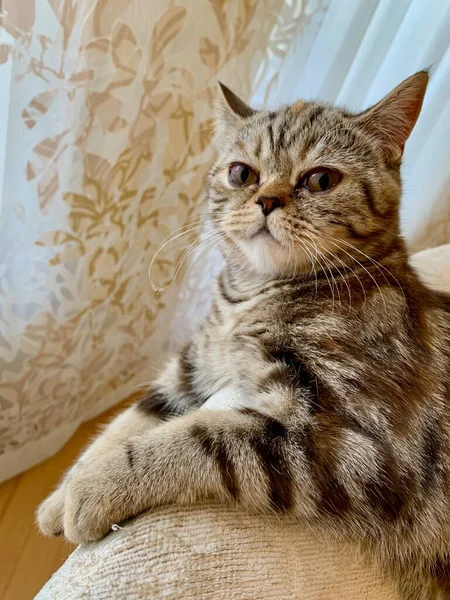 Um gatinho bonito com manchas de tigre está lavando a louça — Fotografia de Stock