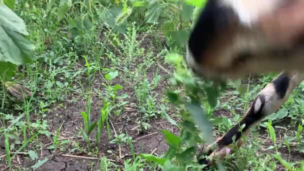 4K Sevimli genç keçi ayçiçeği yiyor. Yaklaş. — Stok video