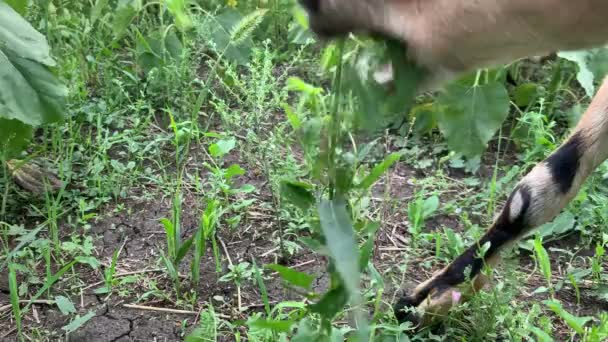 4K słodkie młody koza zjada słonecznik zbliżenie — Wideo stockowe