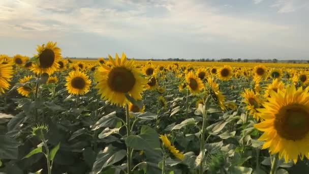 4K Campo de girassol amarelo bonito com sementes de girassol ao pôr do sol . — Vídeo de Stock