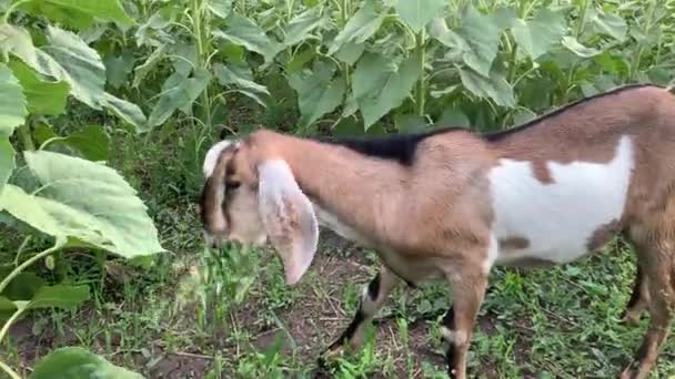 4K Мила молода коза їсть соняшник крупним планом — стокове відео