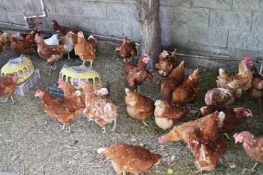 Bir grup kahverengi tavuk. Organik tarım