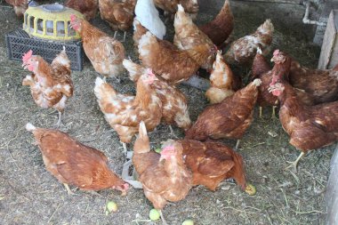 Bir grup kahverengi tavuk. Organik tarım