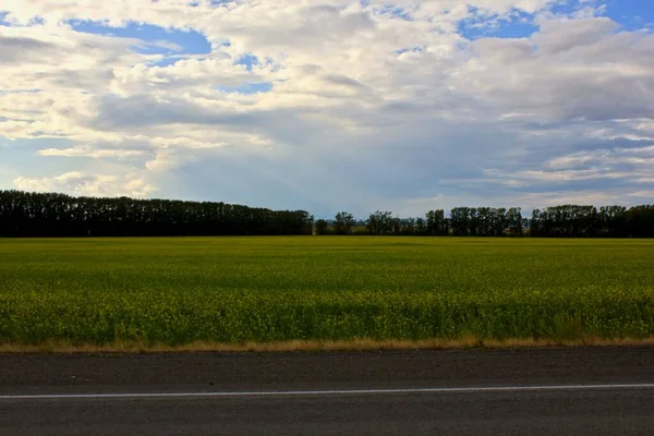 Zomer landschap met gezaaide roggevelden langs de weg — Stockfoto