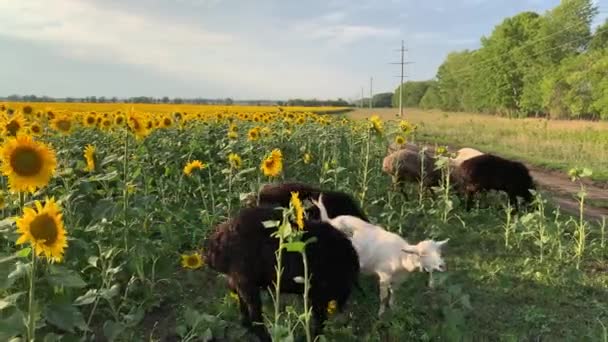 4K Las cabras comen girasoles en un hermoso campo con girasoles. — Vídeo de stock
