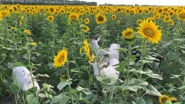 4K Caprele mănâncă floarea-soarelui pe un câmp frumos cu floarea-soarelui . — Videoclip de stoc