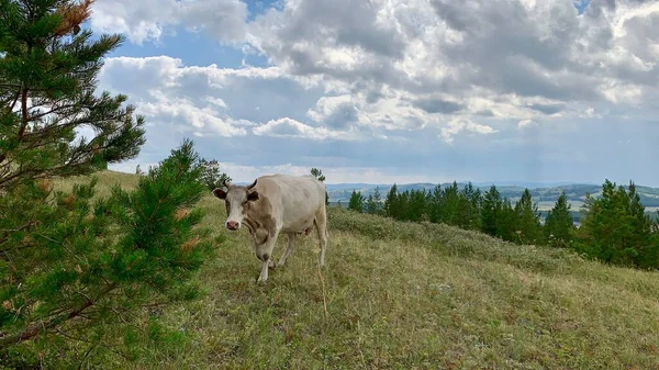 İnekler yeşil dağlarda yürür Panoramik manzara