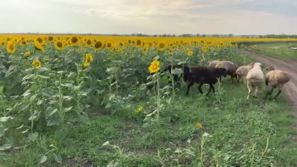 Caprele mănâncă floarea-soarelui într-un câmp frumos cu floarea-soarelui . — Videoclip de stoc