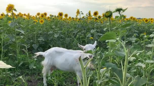 4K Les chèvres mangent des tournesols dans un beau champ avec des tournesols. — Video