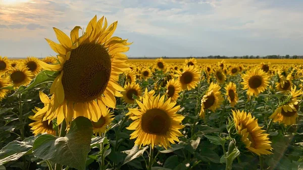 Whole field of sun-yellow sunflowers with seeds — Stock Photo, Image