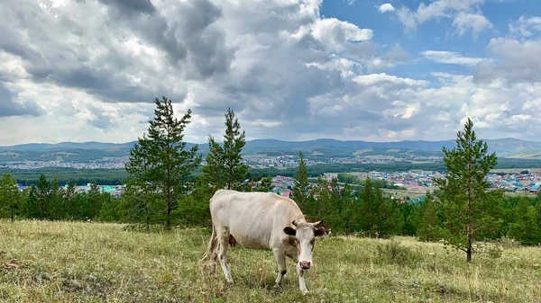 Beyaz ineklerle panoramik görünüm