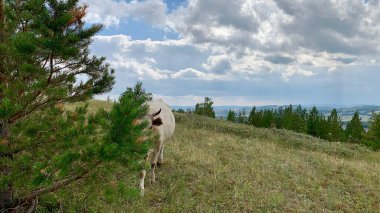 Çalılıklardan seyreden şirin bir inek.