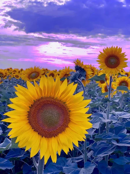 Hela fältet av solgula solrosor med frön — Stockfoto