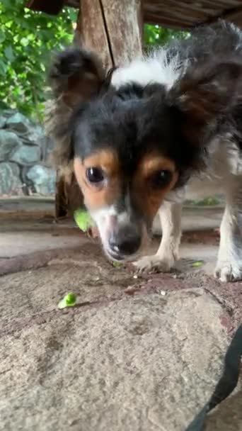 Doggie ziet eruit als Jack Russell eet verse groene komkommer met eetlust Doggie is een vegetariër — Stockvideo
